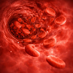 Ondersteunt de bloedsomloop